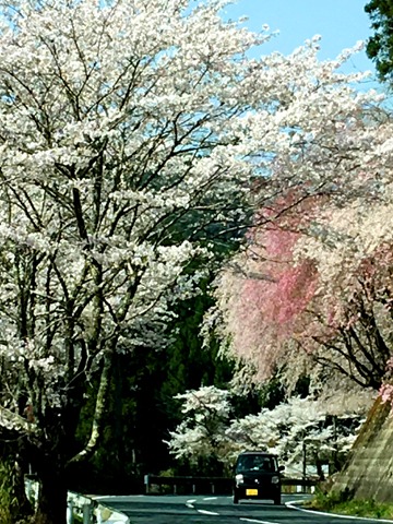 県道54号の桜。(唯一写真が撮れそうな路肩が広がった所に車を停めて)