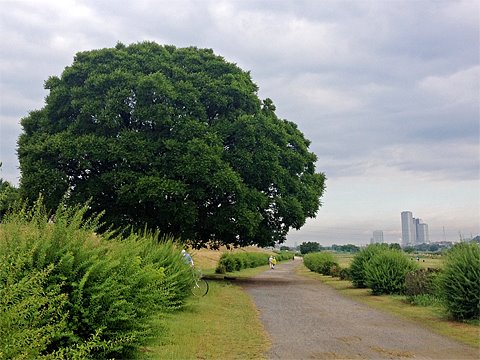 週一ラン