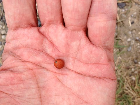 榎の実の皮をむく前。