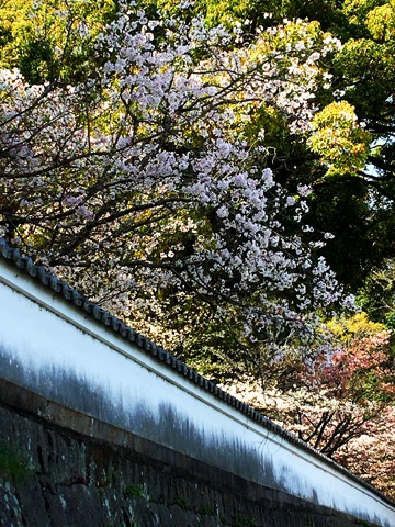 日田月隅公園。