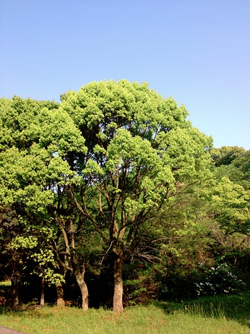 高尾山自然公園にあった「姿の良い木」。 葉の形と3本の葉脈から恐らく多摩川の機と同じ榎と思われる。