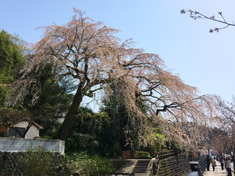 有名な日田大原八幡宮の枝垂れ桜。 残念ながらほとんど散ってました、、、
