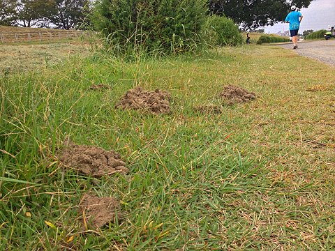 走路脇にモグラ塚が見られました。多摩川河川敷はミミズが多いので、モグラにとって良い環境と思われます。