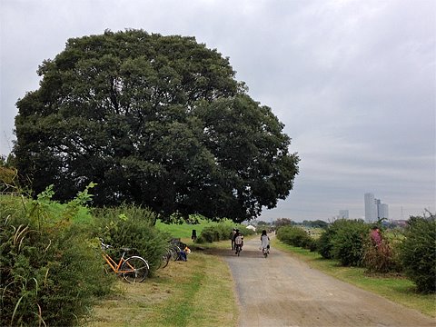 河川敷を14km