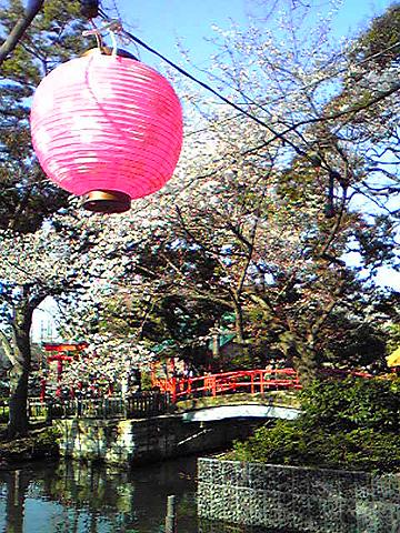 洗足池の桜。
古いガラケーのカメラなのでご容赦を。