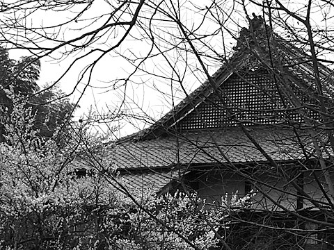 15km走ったところにあるお寺の裏では梅の花が満開。