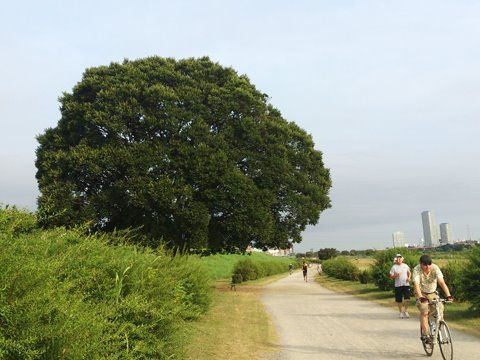 夏は木陰を提供してくれるオアシスです。