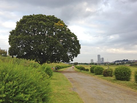 木の右上の一部の黄色いところが少し目立ってきました。