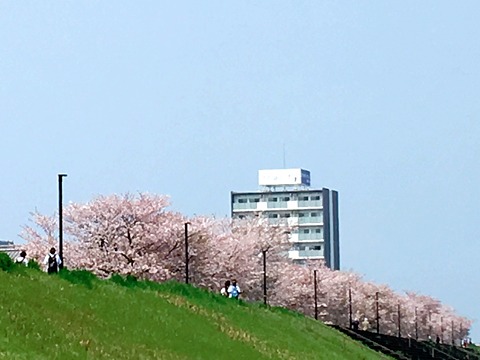 大分の桜　パート２