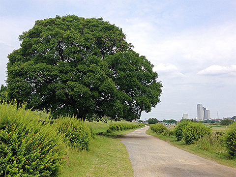 1.5km ジョギング再開