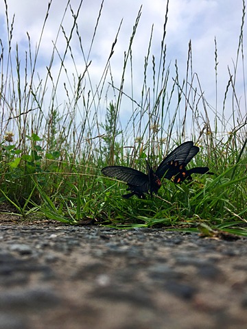 交尾したまま墜落し、再び飛び立てなくなったアゲハチョウ