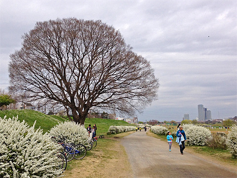 土手のダイコンの花が咲き始めました。