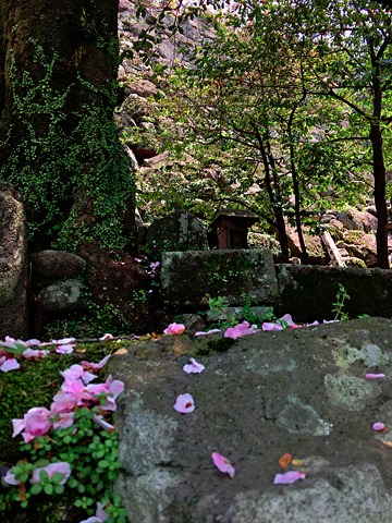 大分の桜　パート２
