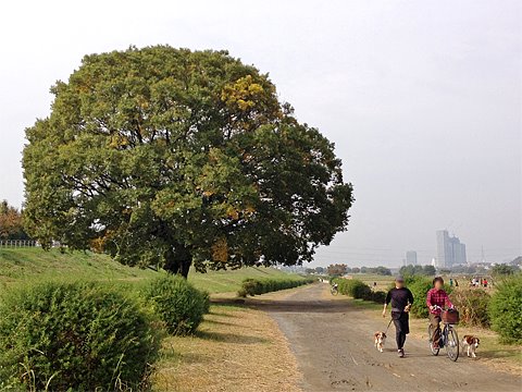 つくば前の最後の30km走
