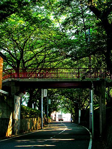 夏のさくら坂。
