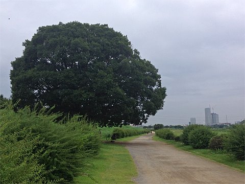 週一ジョグ