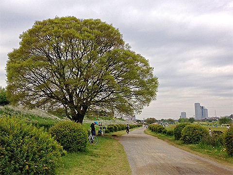 1週間見ないうちに、萌黄色に変わっていました。