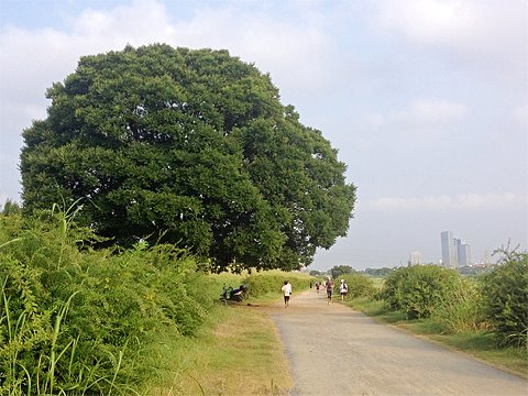今日は意外と走りやすい