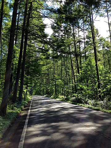ペンションから大清水に向かう国道401号の両脇にはカラマツが植林されていて、程よい木陰を提供し、気持よくランニングすることができます。国道に沿って流れる片品川とそれに合流する幾多の沢のマイナスイオンを浴びながら、森林浴もできて、とても健康的にランニングすることができます。 ちなみに、カラマツは針葉樹でありながら落葉樹で、これからこの景色は黄色一色になるそうです。
