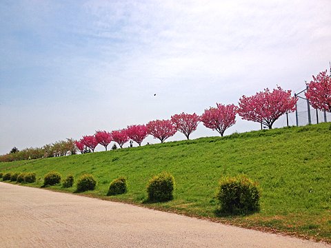 サイクリングロード上は、八重桜?が満開。