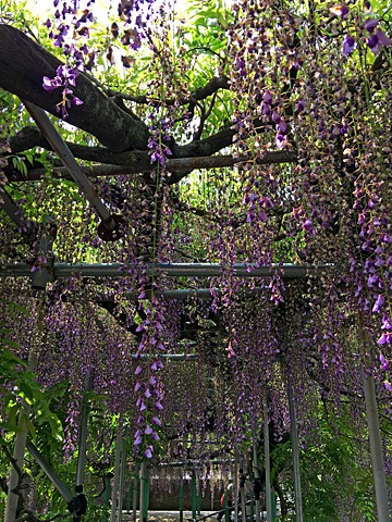 通院日、病院に行く前に、藤の花で有名な西寒多神社へ立ち寄ったが、半分以上枯れており、どう撮っても綺麗に撮れない。 この2日後から藤祭が予定されていたが、隣で見ていたお爺さんが「こりゃもたんな」と吐き捨てるように言って去っていった。