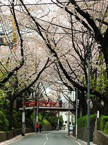 桜坂