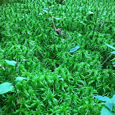 尾瀬沼に近付くと、ところどころに苔の絨毯が見られます。