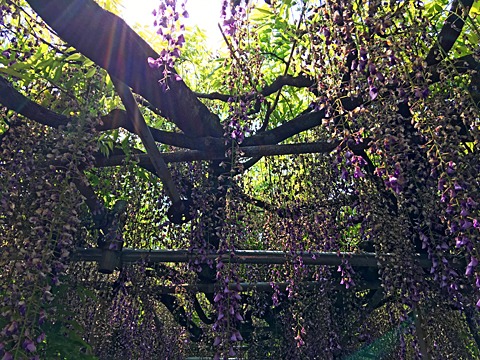 藤は桜のように散らないので、枯れるとみすぼらしくなる。
