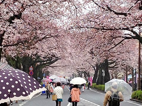 スタート直後は、この桜のトンネルの中を走ります。「満開前線がちょうど日立あたりかな」と期待していましたが、残念ながらまだ水戸あたりまでしか来ていないらしく、満開ではありませんでしたが、それでも十分きれいでした。