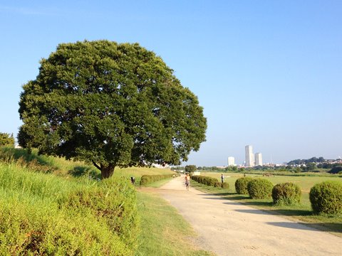 今日はiPhoneを使用。やはり、iPhoneの方が彩度が高く、XPERIA acro HDよりもきれいな写真が撮れる。