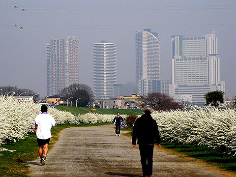 多摩川の河川敷では白い花が両側を埋め尽くしていました。