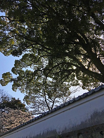 写真を撮りながら31km