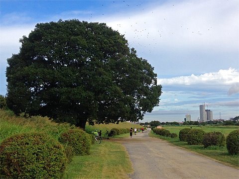 木の上の黒い斑点は鳥の群れ。