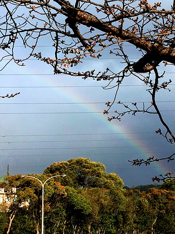 時折雨がぱらつく天気で、陽が射すと虹がかかりました。