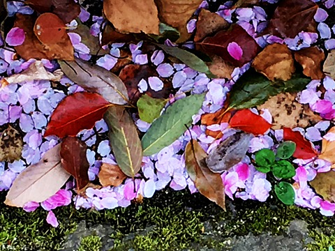 石垣の下に積もる花びら。