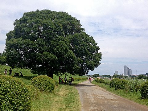 暑かったので、かなりの数のランナーが木の下で涼んでいました。