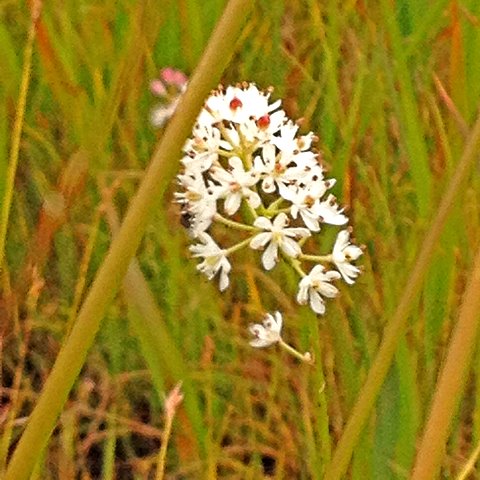 尾瀬沼の植物(名前を教えてもらったのですが、忘れました、、、)