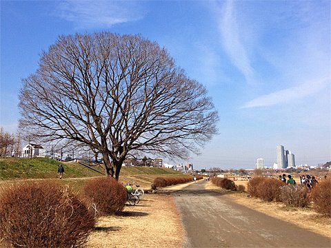 東京マラソン応援隊募集しています