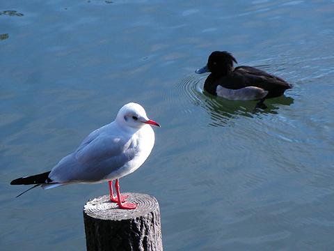 洗足池。いろいろな鳥がいます。右上の髪の毛がはねている鳥はキンクロハジロという冬にしか見られない鴨です。（寝癖ではなく、全員はねています）