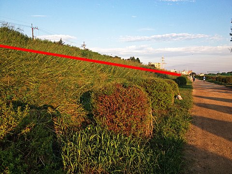 多摩川河川敷の土手の草は、写真の赤線の部分までなぎ倒されており、ここまで増水していたと思われる。水没したためか、ユキヤナギの灌木(中央)が枯れたように葉が無くなっている。