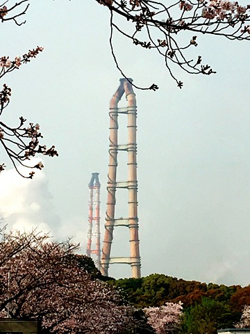 お花見ラン