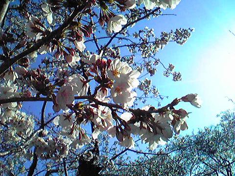 まだ蕾も多く、8分咲きぐらいでしょうか。