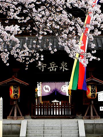 お花見ラン