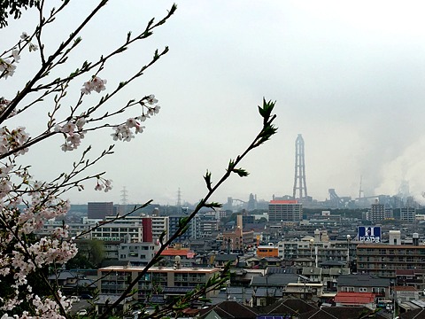 お花見ラン