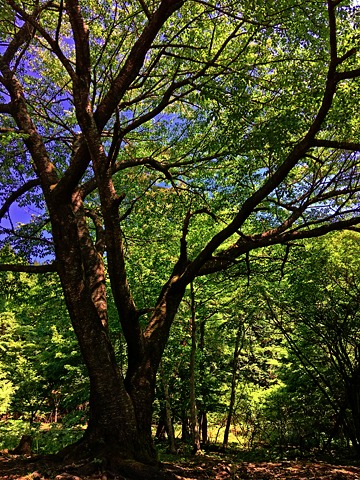 山桜の大木