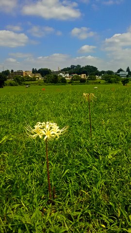 白い彼岸花。