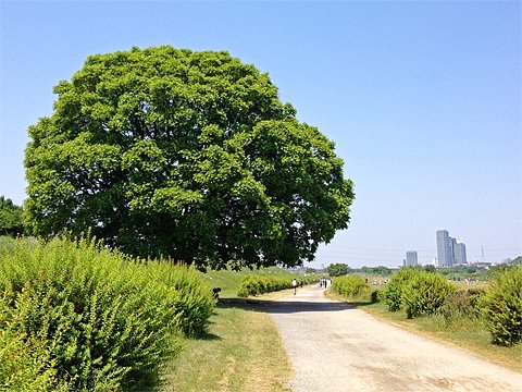 今週は、もう幹が見えなくなるくらいに茂っていました。