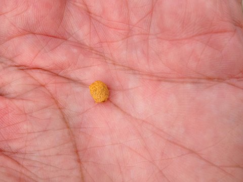 榎の実の皮をむいた後。 果肉は粉状で薄く、すぐに種に行き当たります。食べてみましたが、無味でした。これでは、食用にならないわけです。