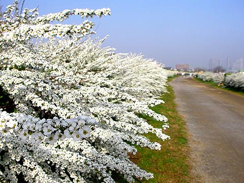 こんな花ですが、私は名前を知りません。