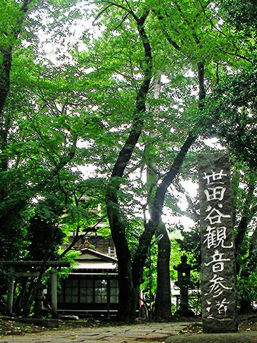 参道。
なぜか鳥居があります。くぐりませんが。